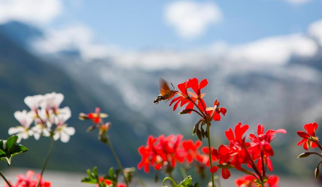 Artemis Easy Stay Self Check In-Out Saas Fee Quarto foto